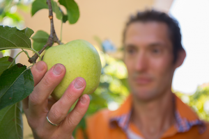 Frucht-Ernte in der Likör-Genusswerkstatt