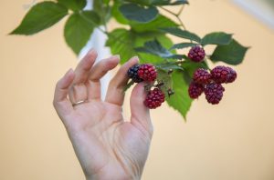 Himbeer-Ernte in der Likör-Genusswerkstatt