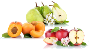 frucht-collage_small Fruchtliköre