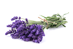 lavendel